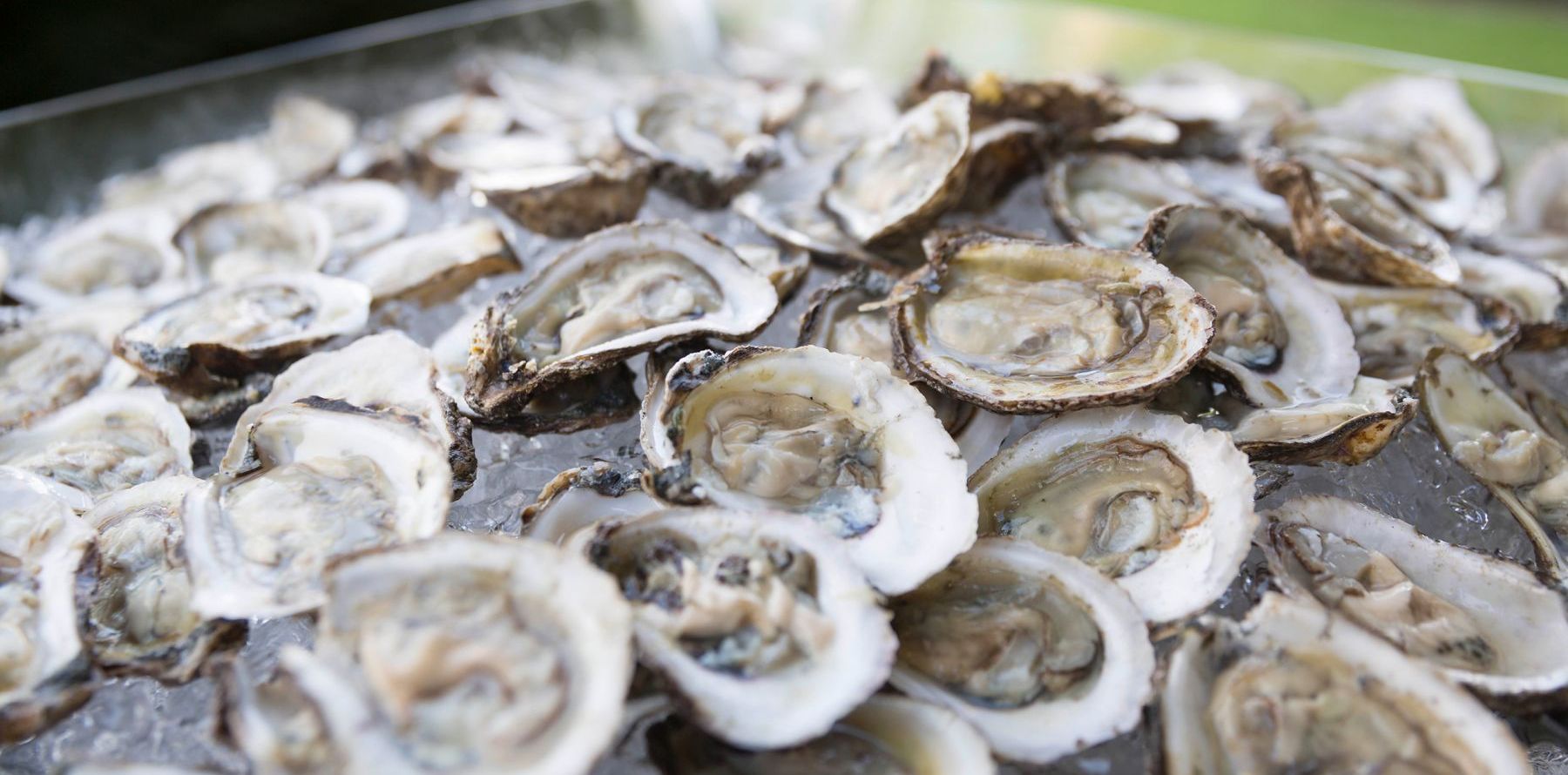 oysters