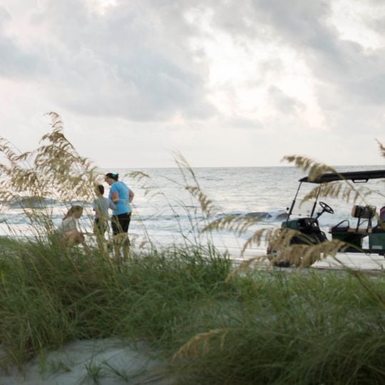 turtle nests on the beach