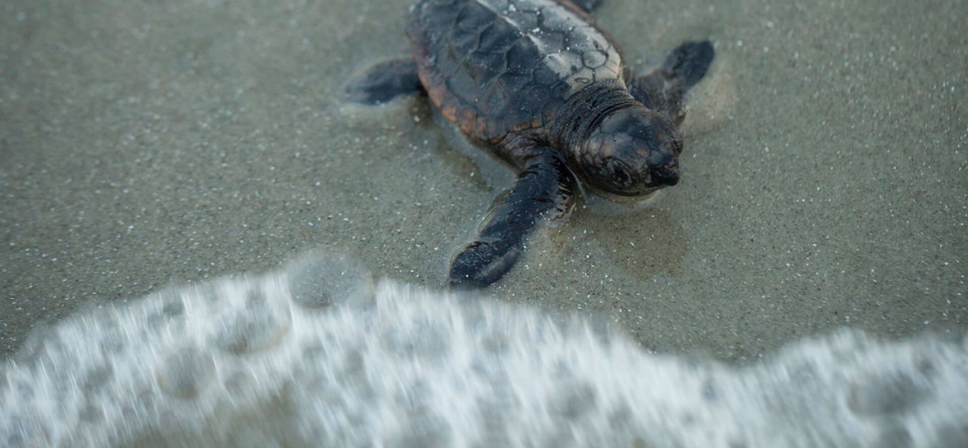 Sea Turtle Education and Night Walk