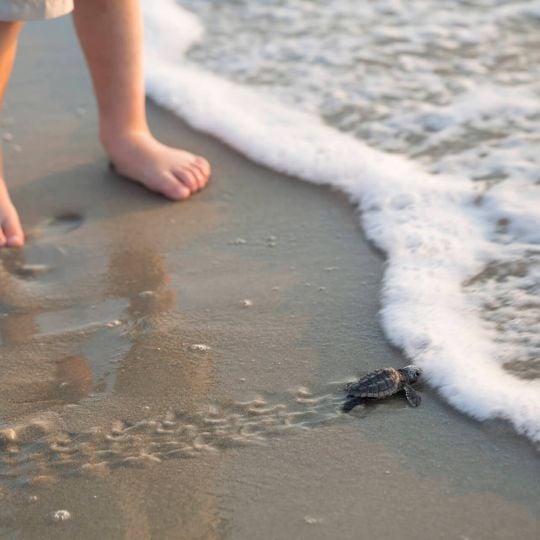 Sea Turtle Dawn Patrol