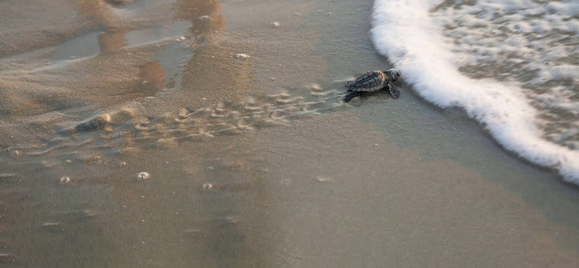Sea Turtle Dawn Patrol