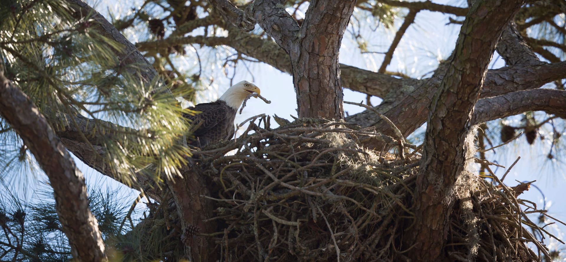 Birding Tour on Golf Cart