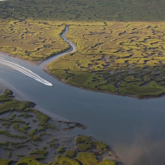 Salt Marsh Dolphin Tour