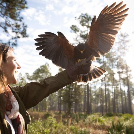 The Falconry Experience at Broadfield