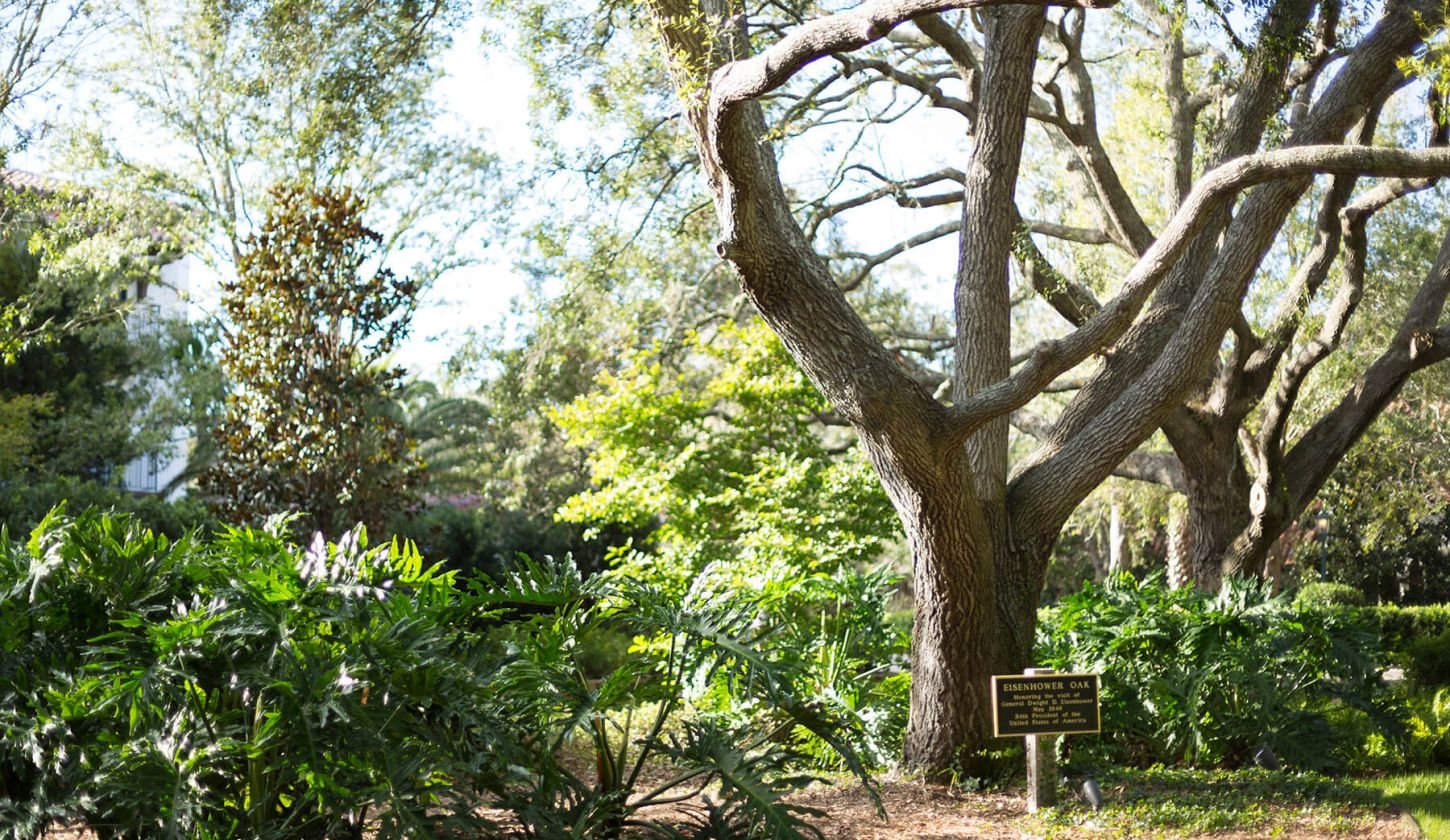 the eisenhower oak presidential tree on the grounds of sea island