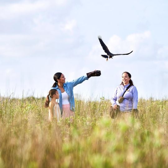 Hawk Walk at Rainbow Island