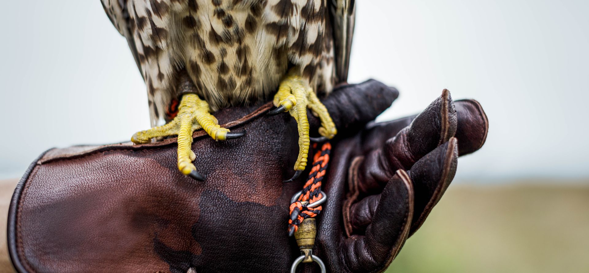 Falconry - Glove