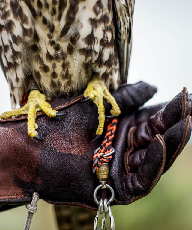 Falconry - Glove