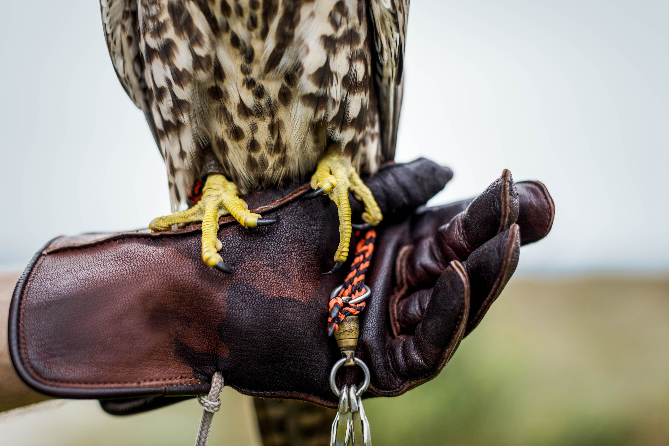 Falconry - Glove