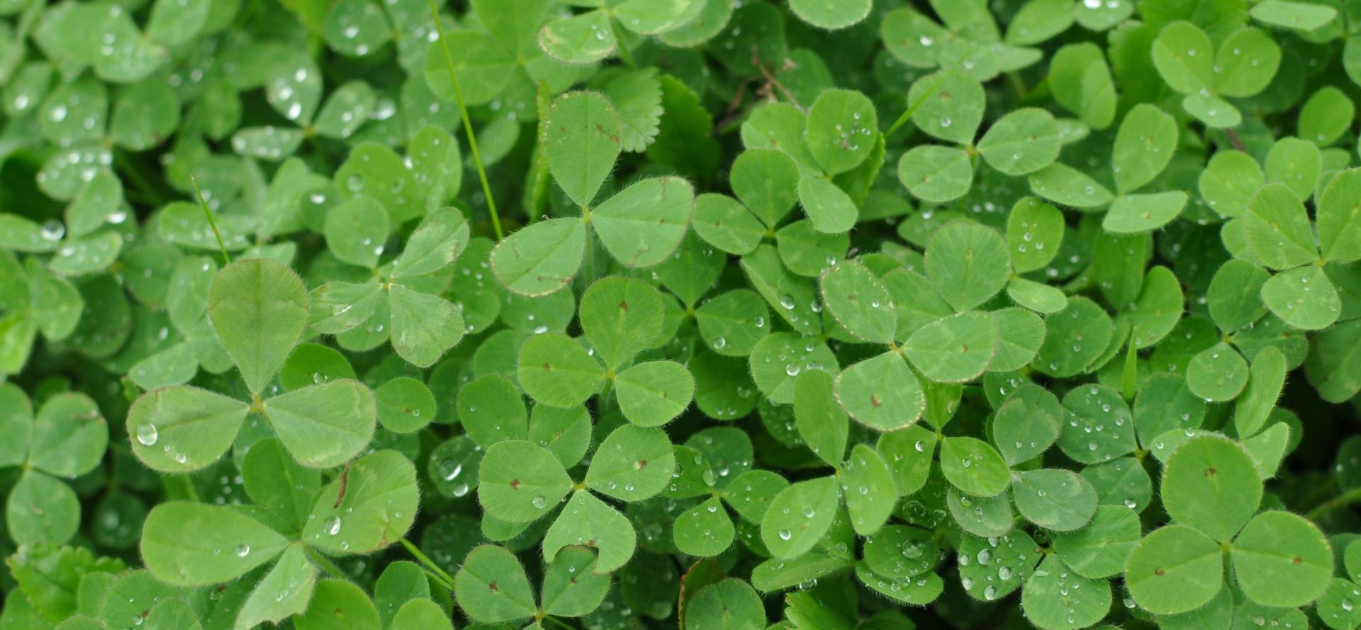 a field of green clovers