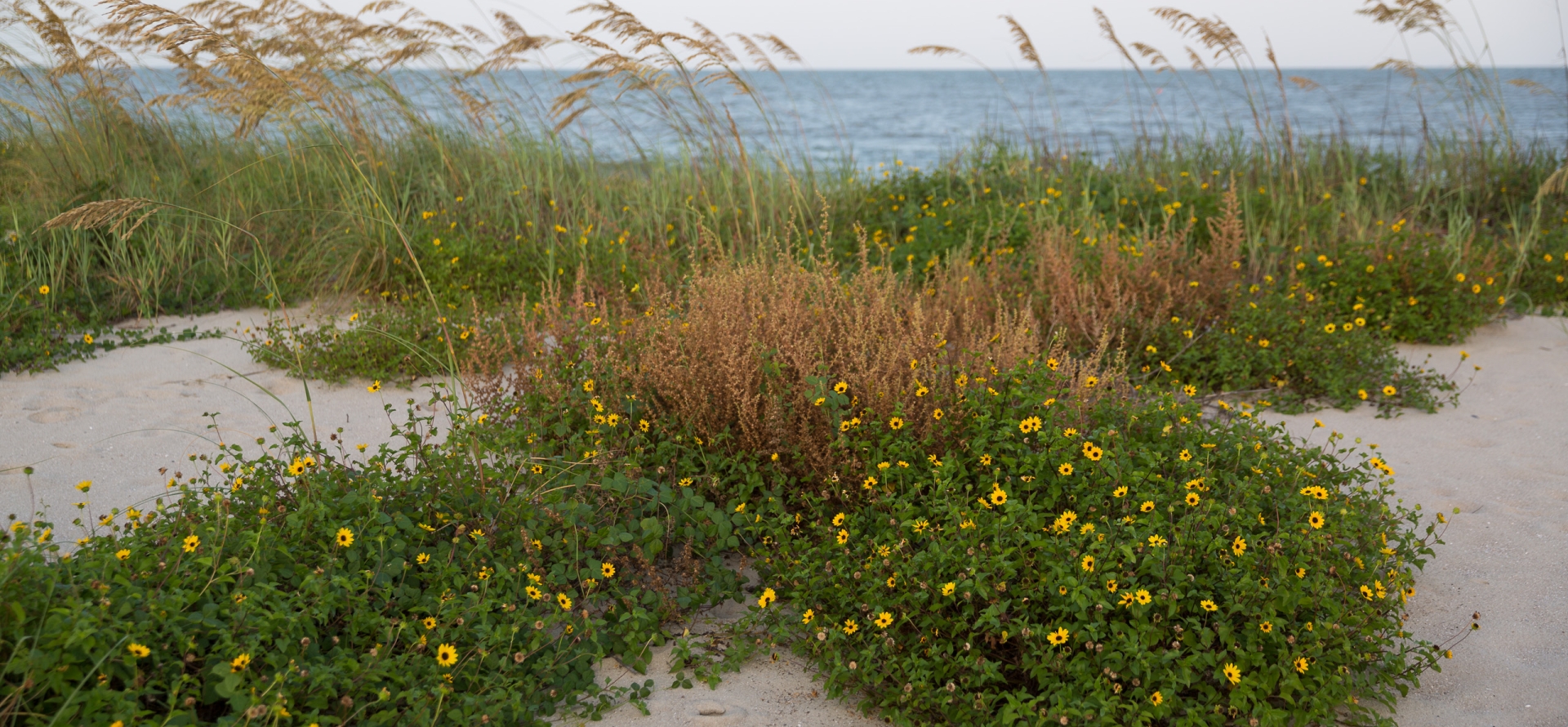 dunes flowers sea oats ocean nature water