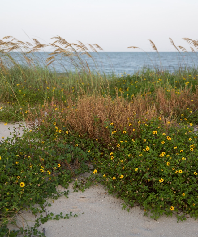 dunes flowers sea oats ocean nature water