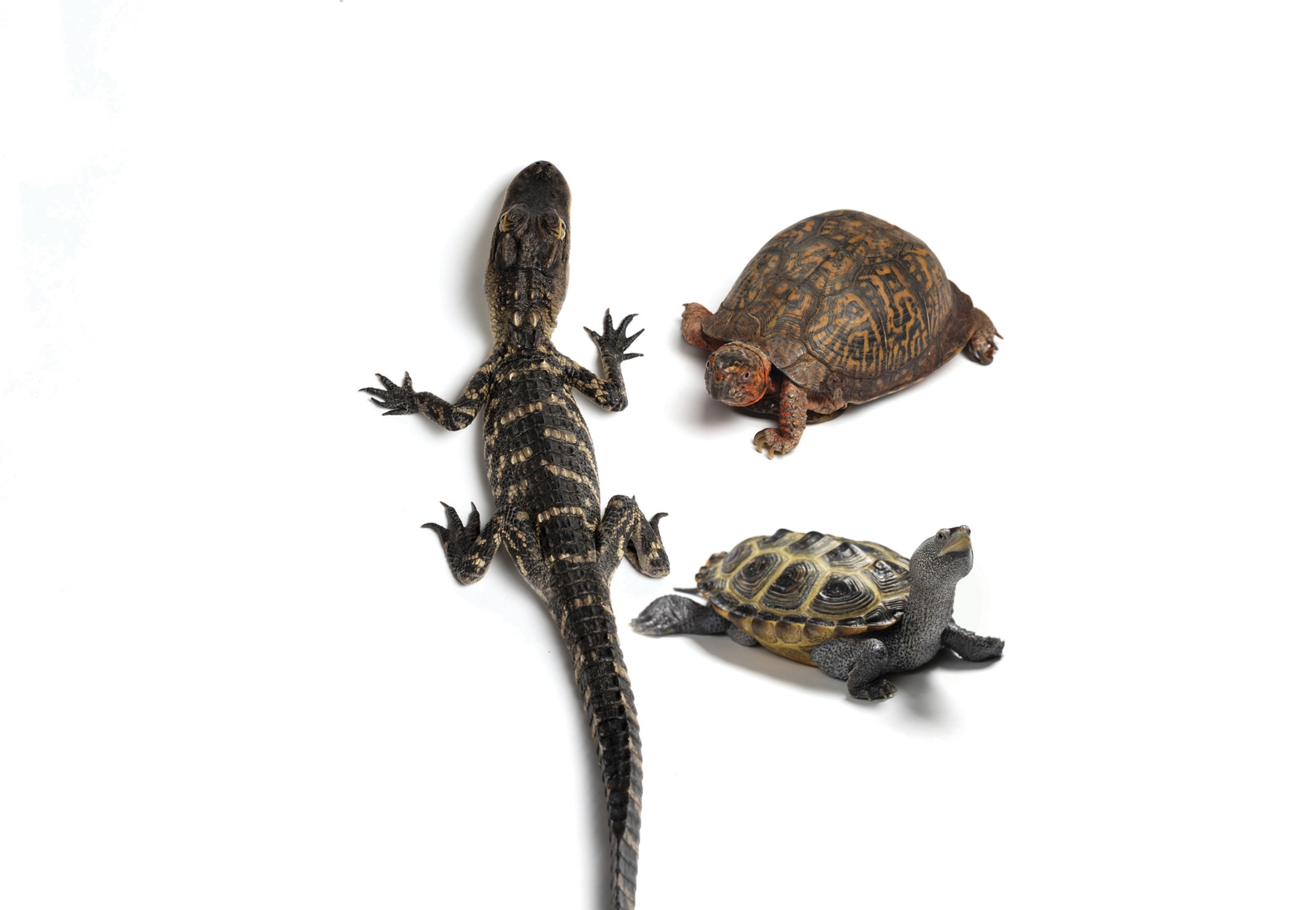 alligator and turtles