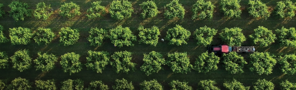 Tractor moving through a peaches around flatbed trailer. fruit orchard at sunrise with people picking 