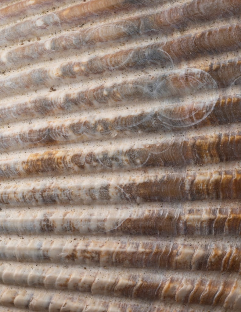 Atlantic Giant Cockle