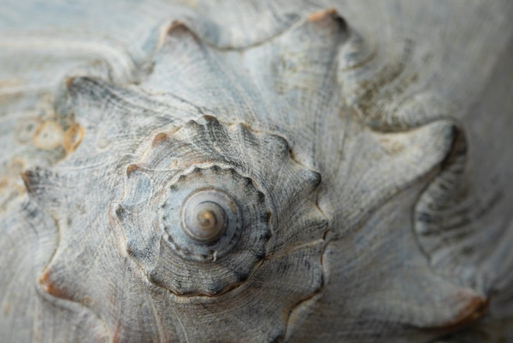 Knobbed Whelk