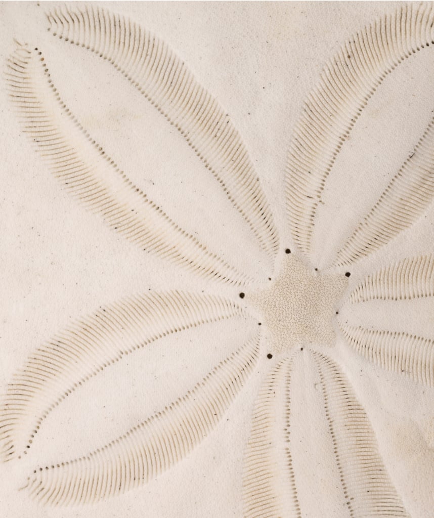 Sand Dollar