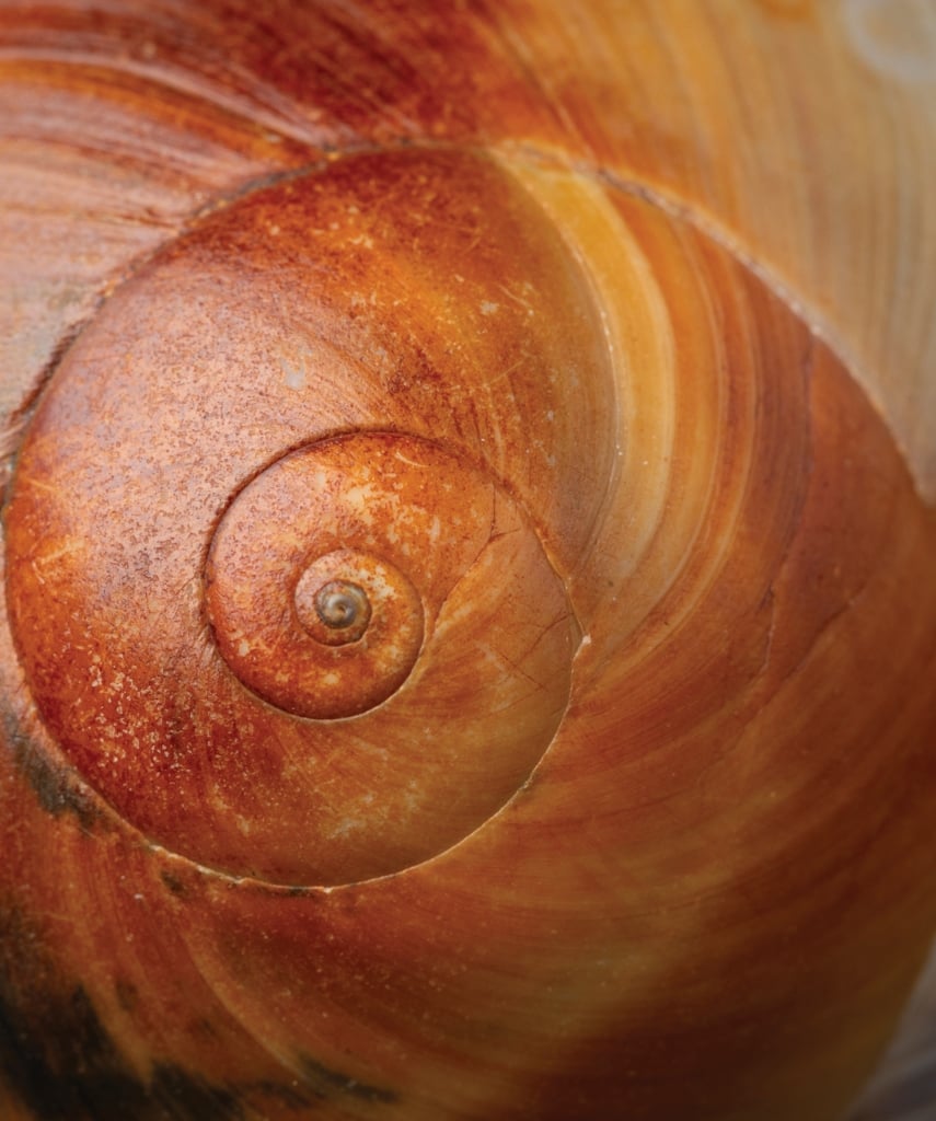 Shark Eye Moon Snail