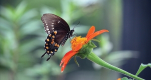 Black Swallowtail Butterfly lands on a flower.