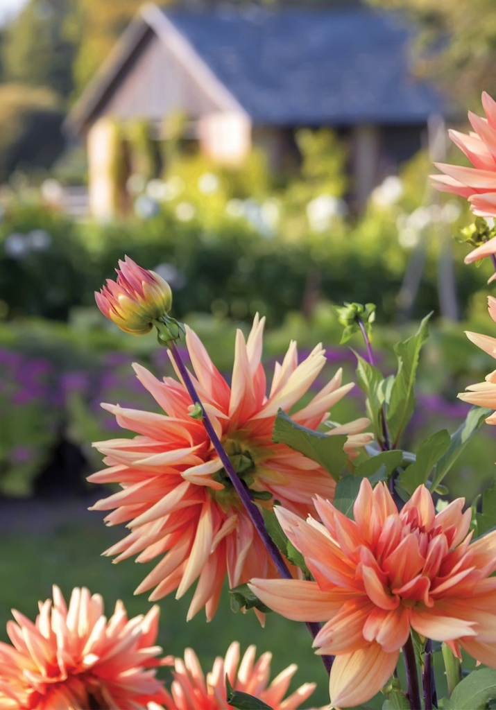 Flowers of orange dahlias close-up against the background of a rural house