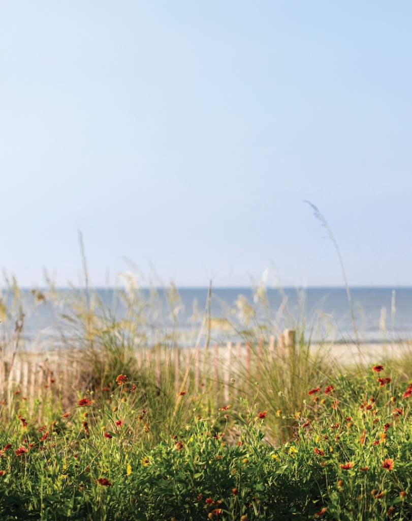 Wildflowers on Sea Island Beach.