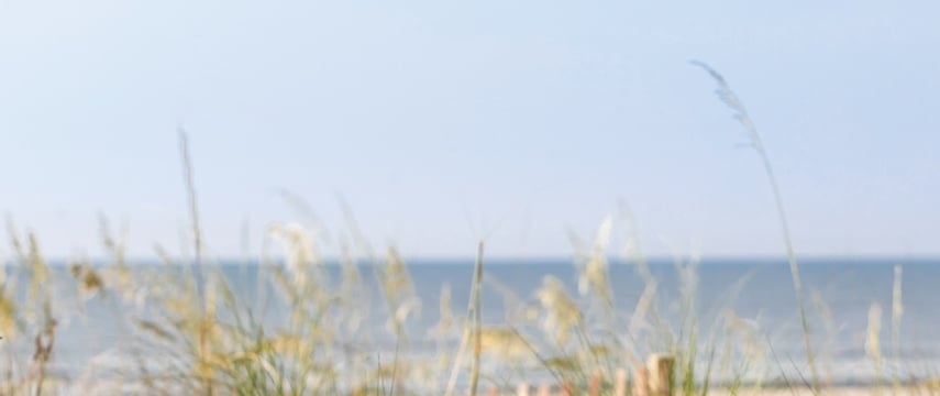 Wildflowers on Sea Island Beach.