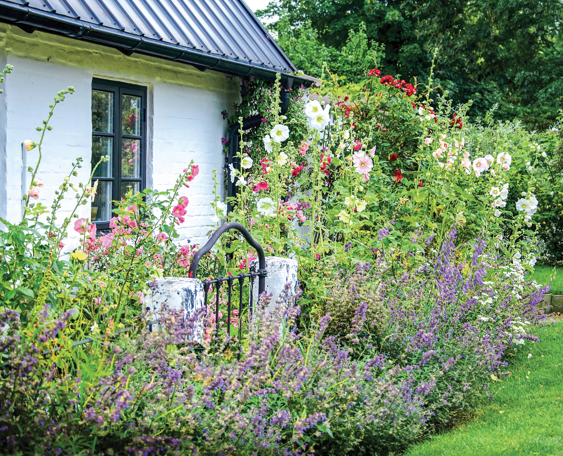 Beautiful natural garden with multicolored blooming flowers in front of a typical traditional old scandinavian rustic house in Skane, Sweden.