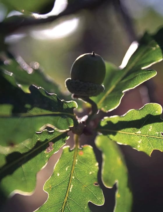 An acorn on an oak tree