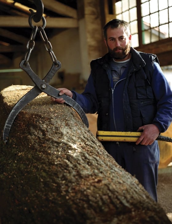 Oak tree in The Macallan cooperage