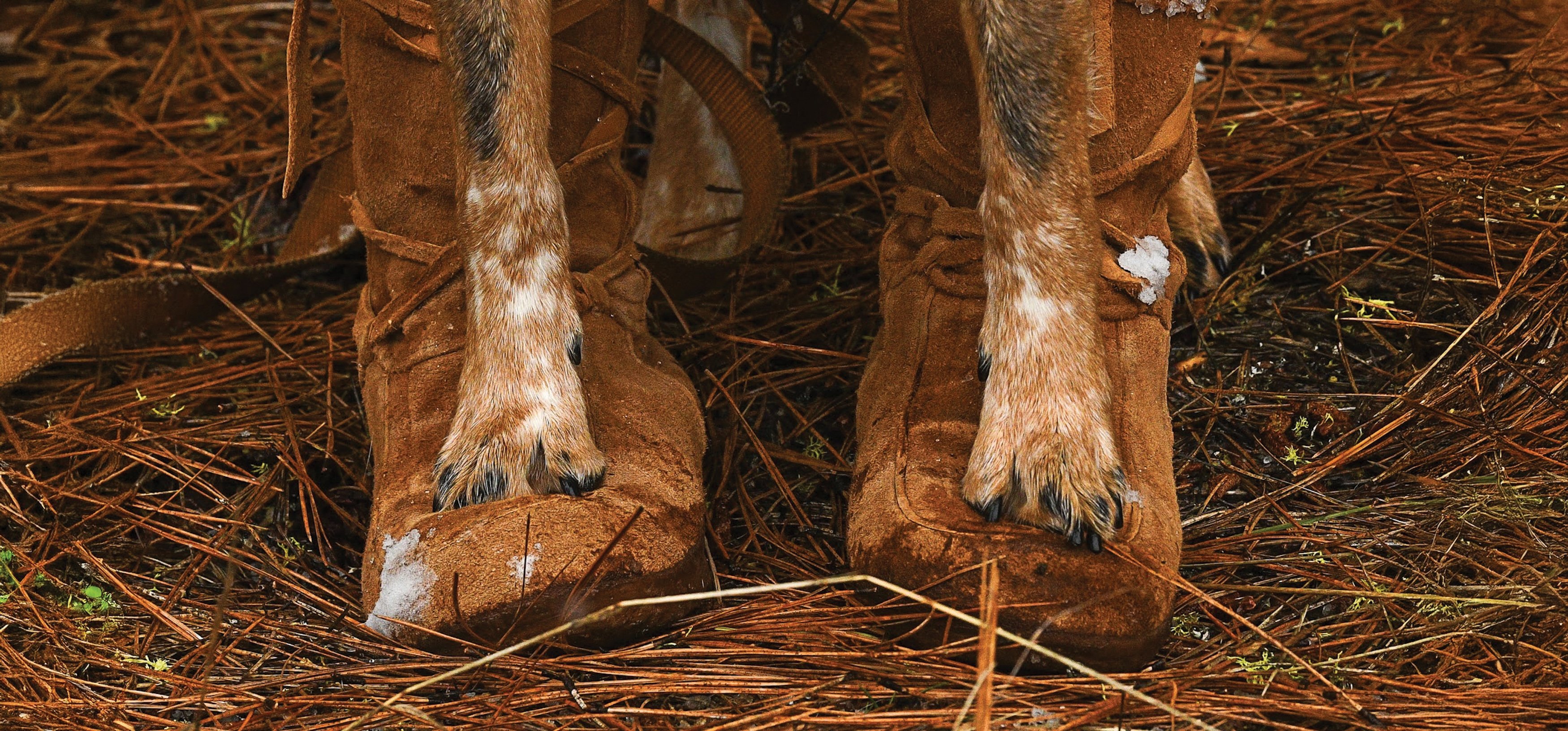 Rogue Detection Conservation Dog, Echo.