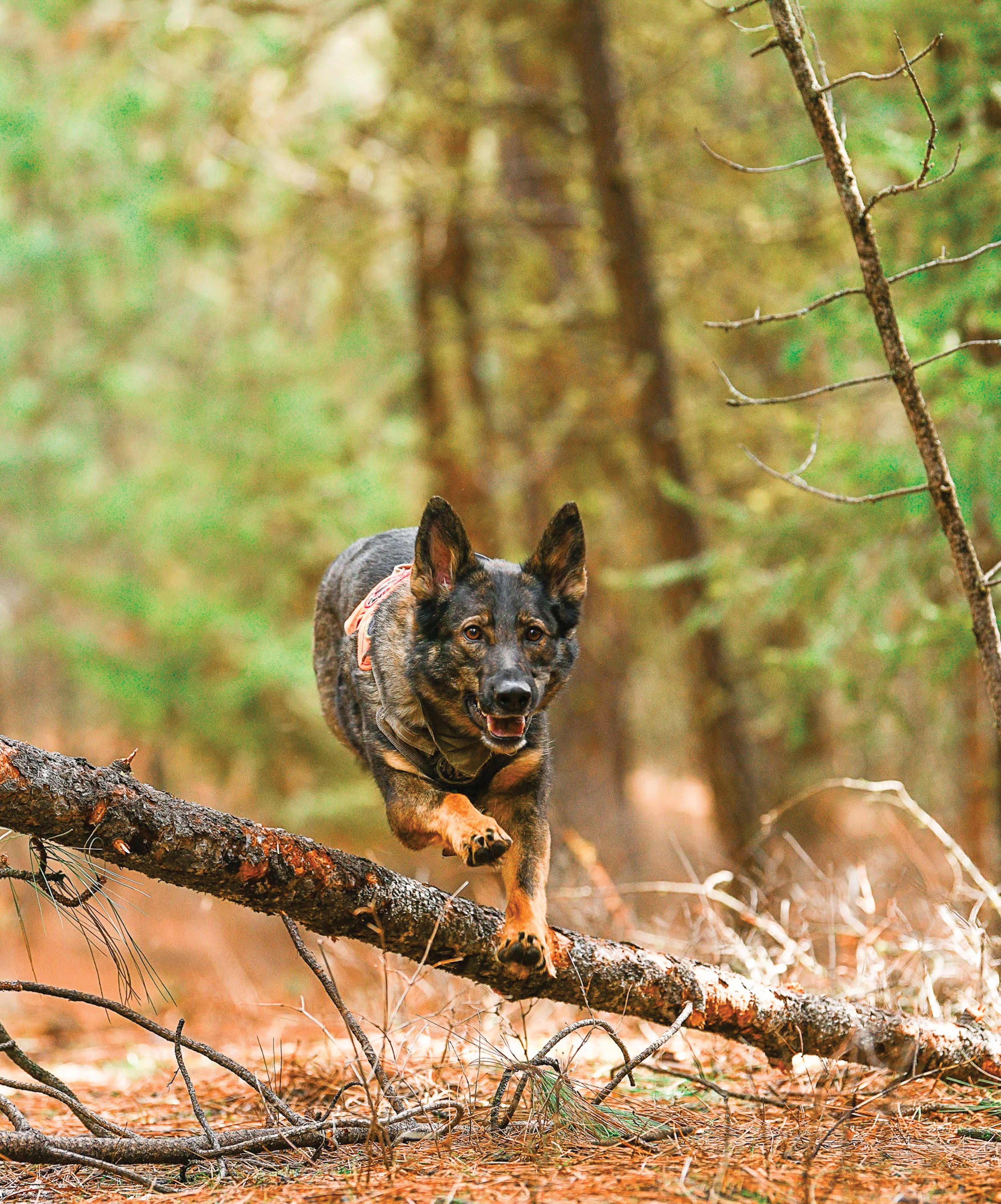 International White Truffle Fair, Alba, Piemonte - local truffle hunter Gianni Monchiero and his dog Lila, hunting for white truffles in the forests around Alba in the Le Langhe district of Piedmont, Italy