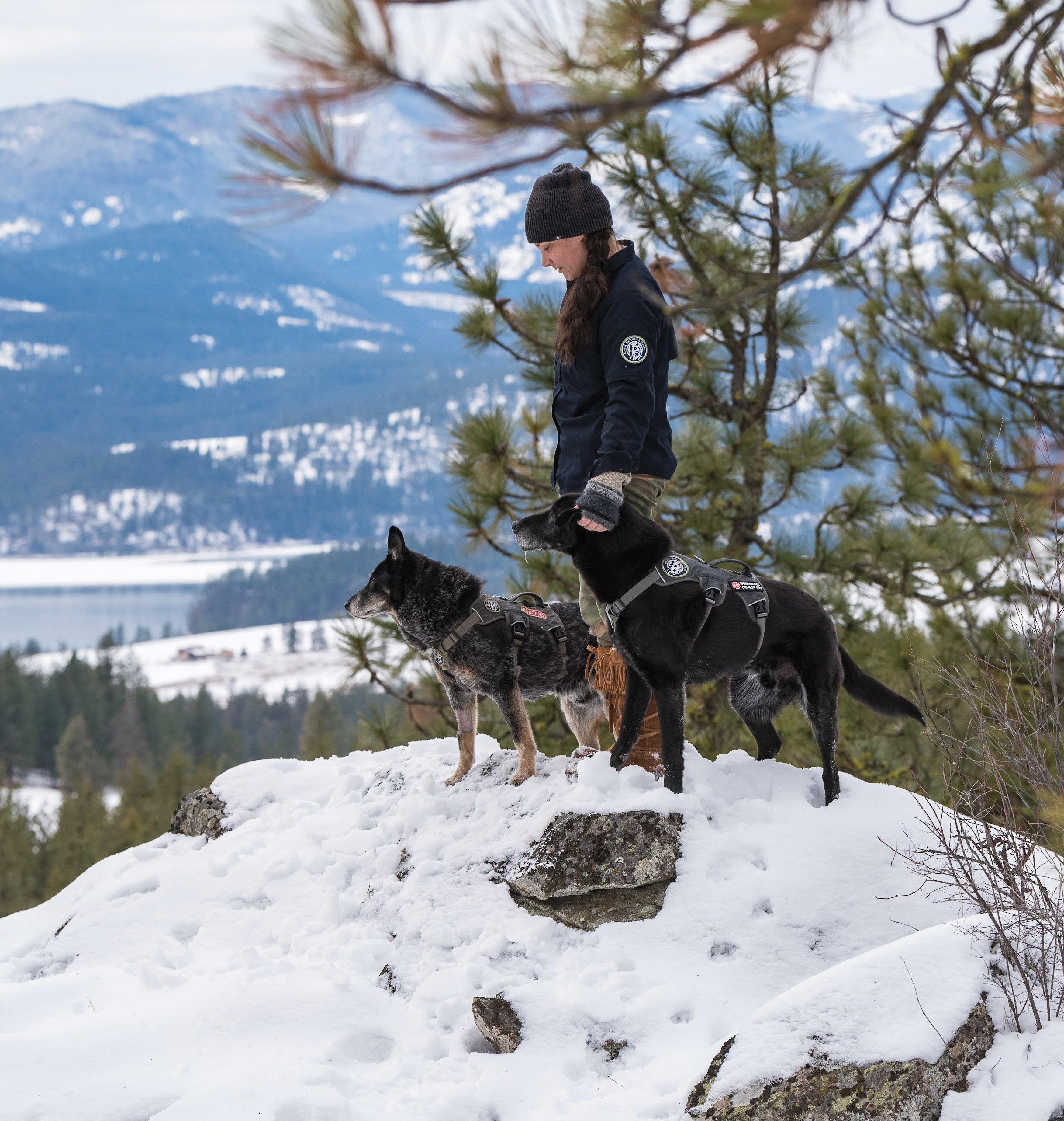 Rogue Detection Conservation Dog, Echo.