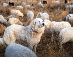 White dog among white sheep. High quality photo
