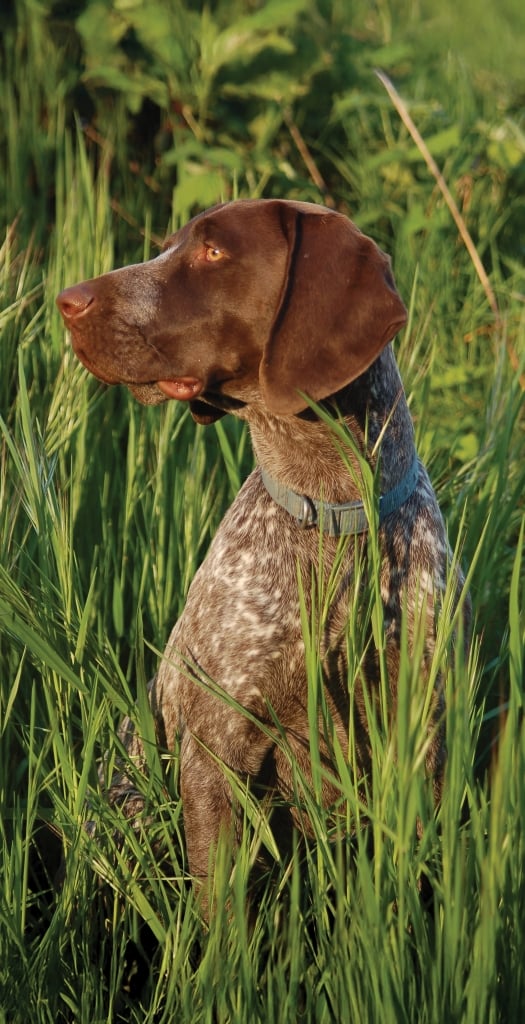 German Shorthaired Pointer