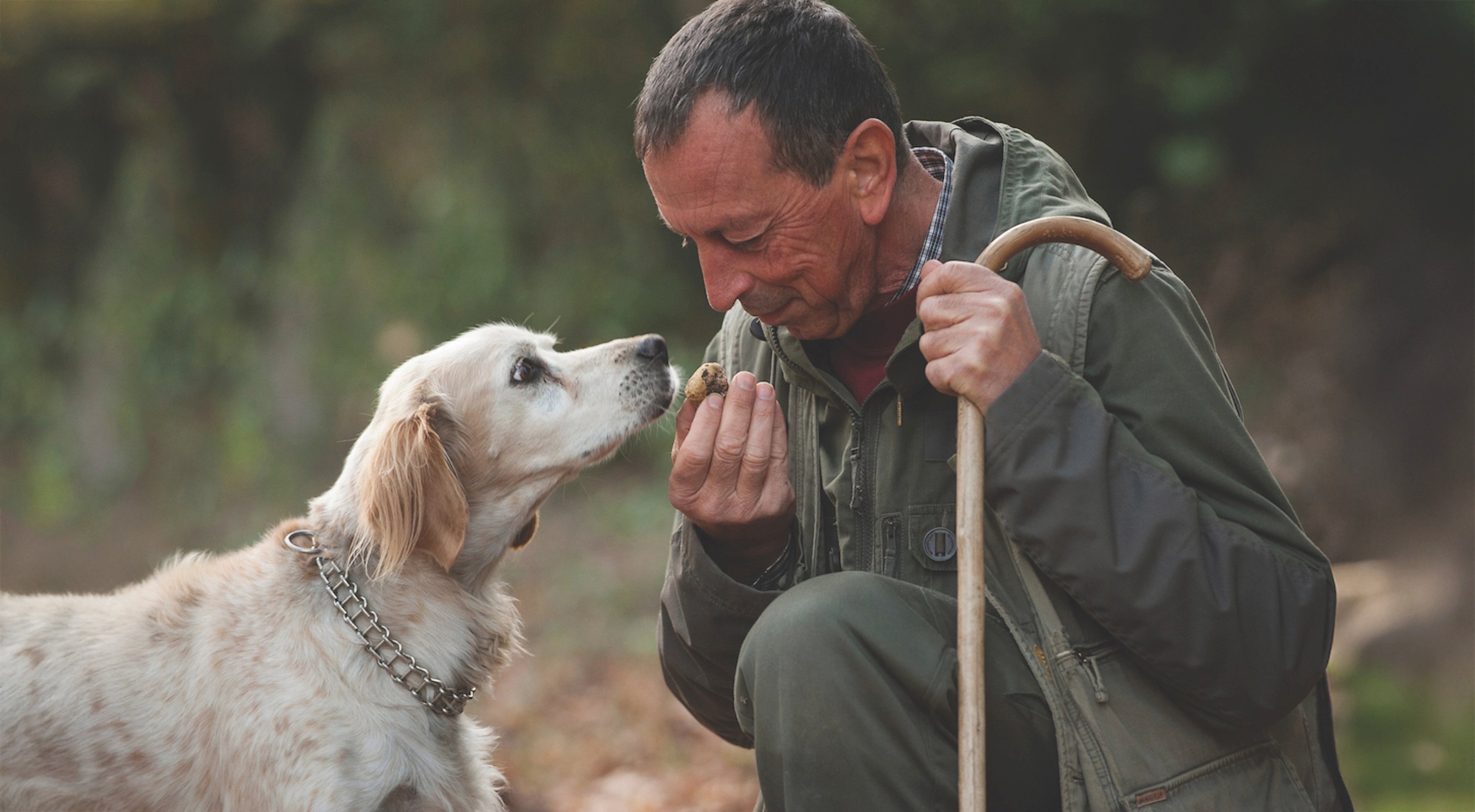 International White Truffle Fair, Alba, Piemonte - local truffle hunter Gianni Monchiero and his dog Lila, hunting for white truffles in the forests around Alba in the Le Langhe district of Piedmont, Italy