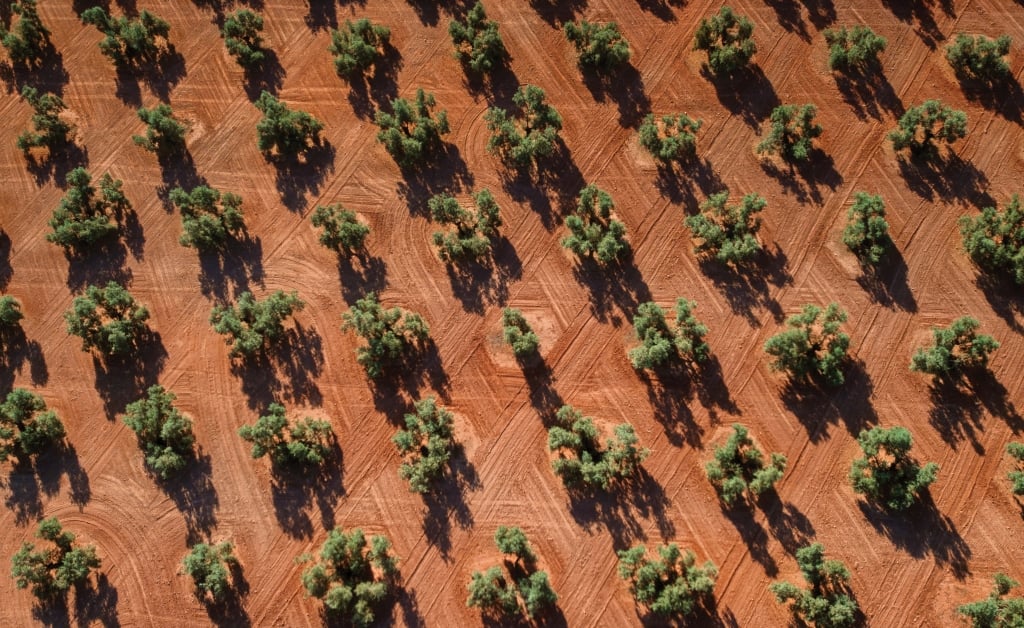Aerial view of olive trees in Andalusia