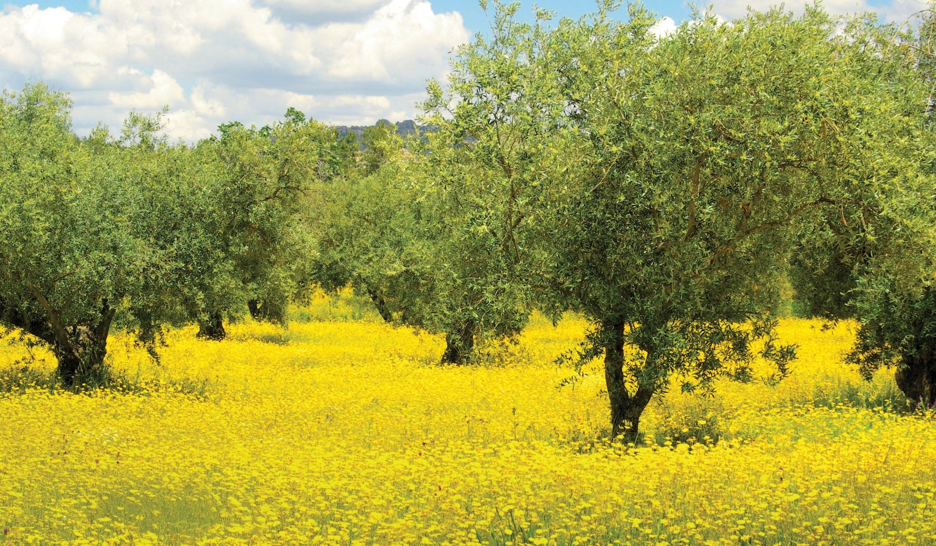 meadow and olive tree