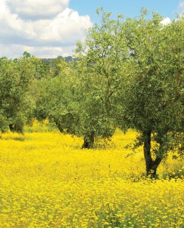 meadow and olive tree