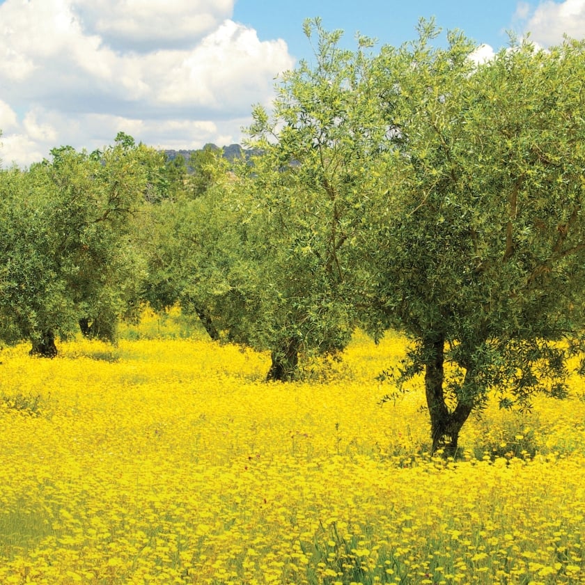 meadow and olive tree