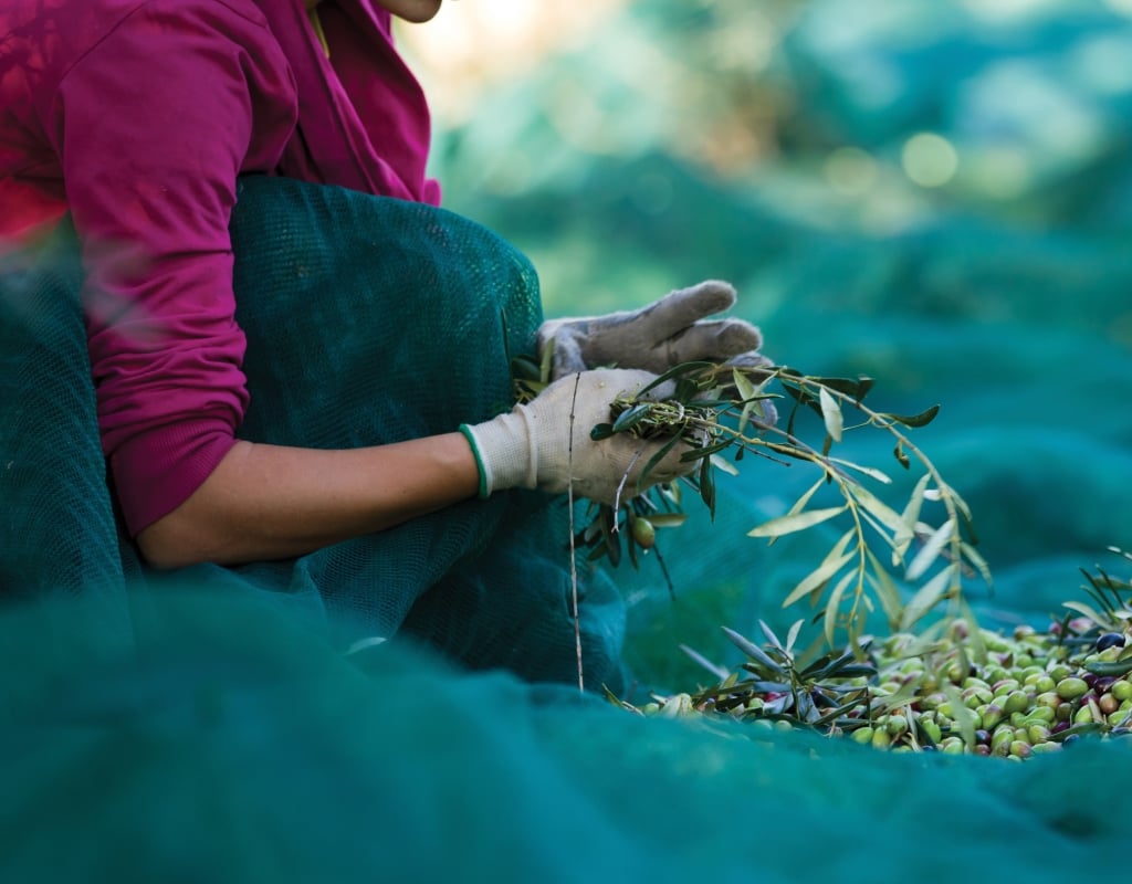 Olive picking