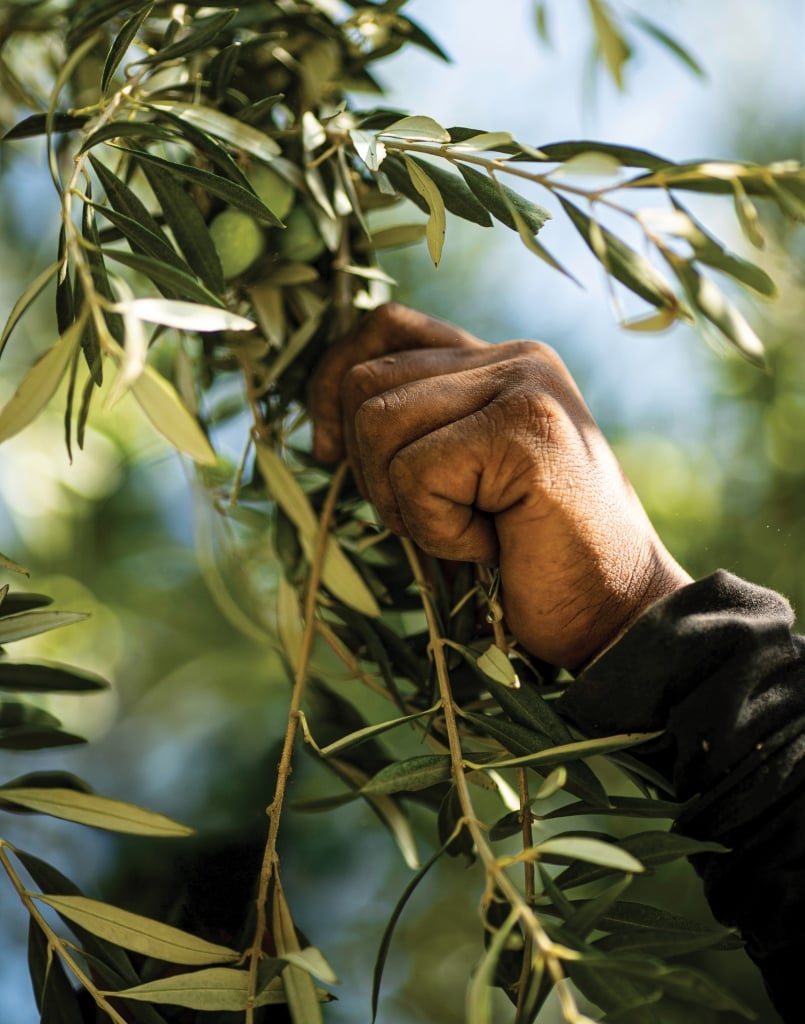 Handpicking Olives