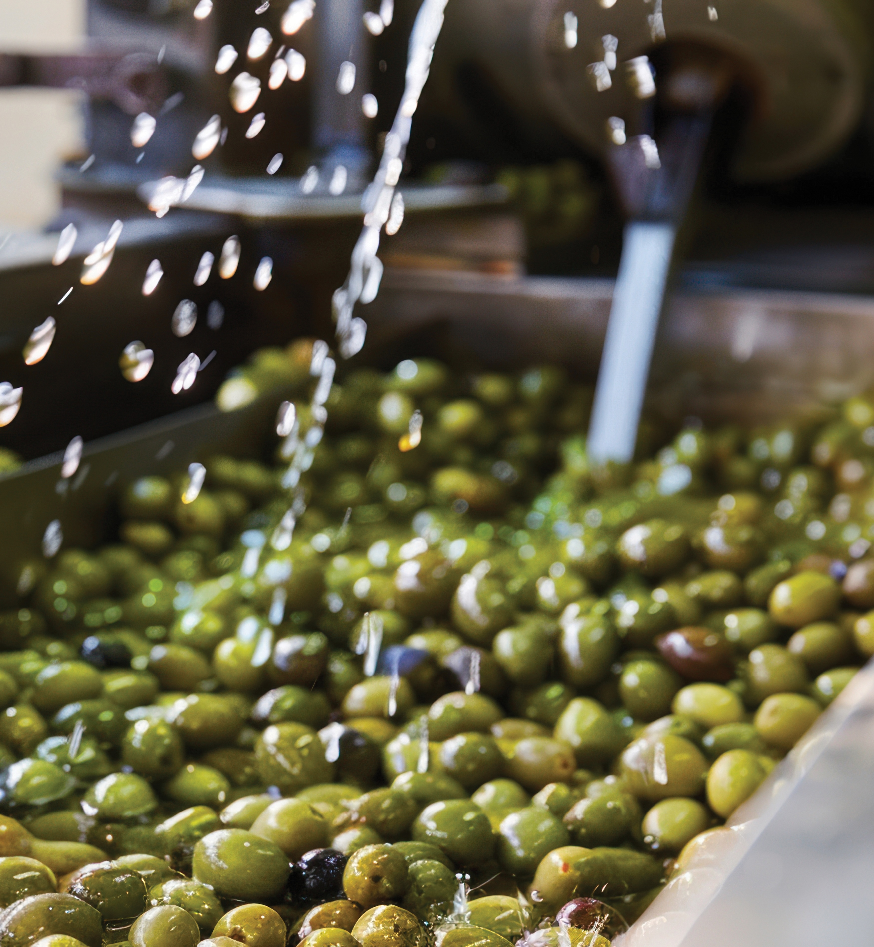 Olive cleaning process in factory
