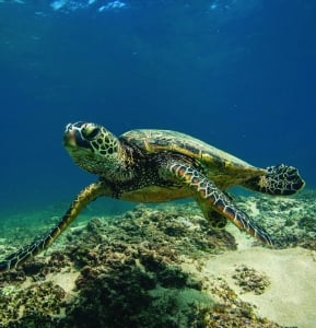 A Loggerhead Sea Turtle