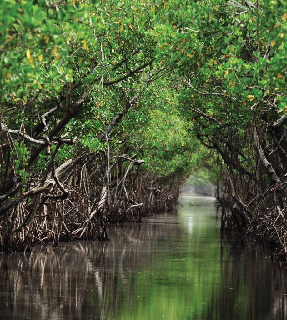 Mangrove trees growing along water 