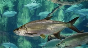 An Atlantic Tarpon swimming in the ocean
